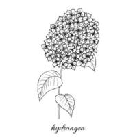 Gráficos de boceto hechos a mano, ilustración botánica flores de hortensias. objeto aislado. vector