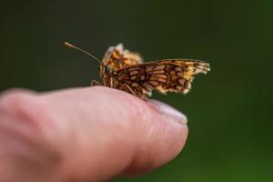 mariposa en un dedo