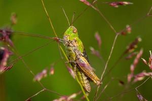 Green grasshopper on a plant