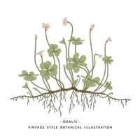 Wood Sorrel or Oxalis acetosella Hand Drawn Botanical sketch vector Illustration