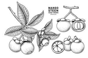 Set of mangosteen fruit hand drawn elements botanical illustration vector