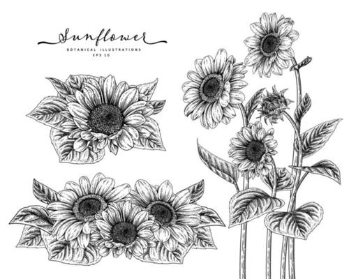 Sketch Floral decorative set. Sunflower drawings. Black and white with line art isolated on white backgrounds. Hand Drawn Botanical Illustrations. Elements vector.