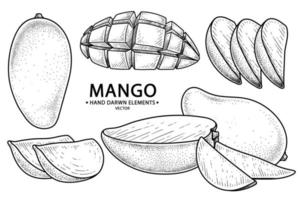 conjunto de fruta de mango elementos dibujados a mano ilustración botánica vector