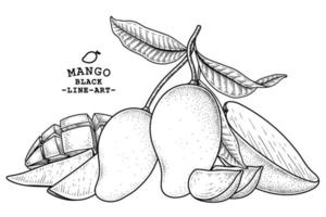 Set of mango fruit hand drawn elements botanical illustration vector
