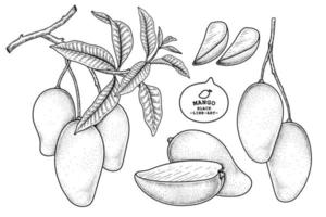 Set of mango fruit hand drawn elements botanical illustration vector