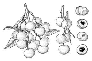 Set of Dimocarpus longan fruit hand drawn elements botanical illustration vector