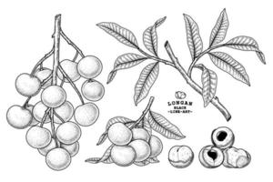 conjunto de dimocarpus longan fruta elementos dibujados a mano ilustración botánica vector