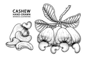 Set of cashew fruit hand drawn elements botanical illustration vector