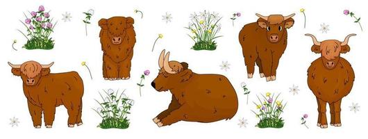 Set of hand drawn small and big highland brown cows, which are sitting, standing, lying on the ground with flowers, meadow clover, buttercup, daffodils vector