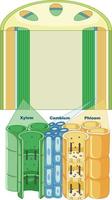 Diagram showing vascular tissue system in plants vector