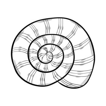 seashell isolated on white vector