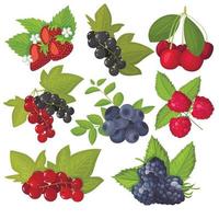 Set of vector berries isolated. Blueberries, currants, cherries, strawberries, blackberries, raspberries. Cartoon flat