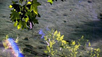 reflexo da árvore na água do lago