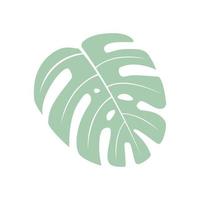 monstera - vector sobre un fondo cuadrado blanco