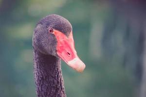 retrato de un cisne negro sobre un fondo verde borroso. foto