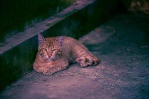 sad red cat lying on the concrete floor in the evening photo