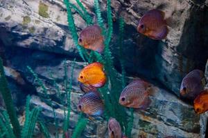 pescar los océanos del mundo en un gran acuario foto