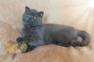 Grey Scottish kitten on a beige background the plush toy. photo