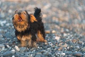 Small black and brown Yorkshire Terrier yakshinskiy photo