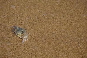 Natural background with a small crab photo