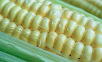 Natural background with corn cob close-up. photo
