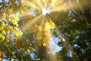 Autumn yellow oak leaf on a long branch photo