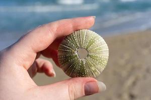 Esqueleto de un erizo de mar en la mano de una mujer en el fondo del mar foto