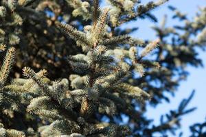 Natural background with branches of spruce against the blue sky photo