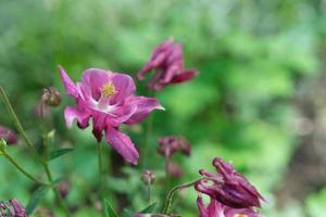 Pink flower of Aquilegia on the green blurred background with bokeh photo