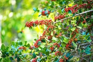 The Ilex aquifolium shrub with bright red berries on blurred green background photo