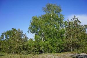 Natural landscape with beautiful trees against the sky photo