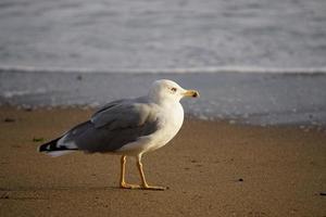 Portrait of a large sea gull on yellow sand. photo
