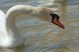 White swans on the water surface of the lake. Beauty of nature photo