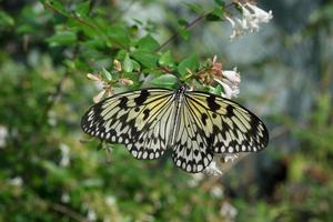 mariposa sentada en ramas verdes en el invernadero foto