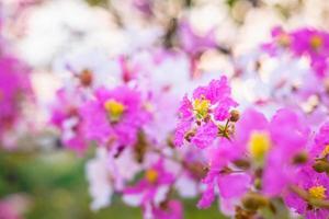 Fondo de flores y flores de colores foto