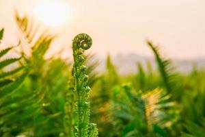 Fern leaves and morning sun photo