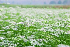 White flower garden with white flower background photo