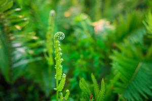 Fern garden and fern tree background photo