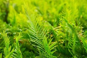 Fern garden and fern tree background photo