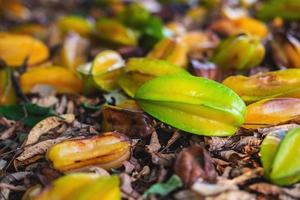 star fruit that has fallen from the tree to the ground. photo