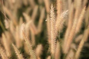 Poaceae Grass Flowers Field and Poaceae background photo