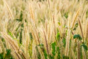 Poaceae Grass Flowers Field and Poaceae background photo