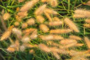 campo de flores de hierba poaceae y fondo poaceae foto