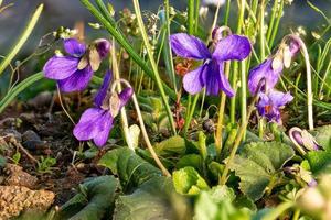 Close up of blooming March violets between blades of grass and small flowers photo