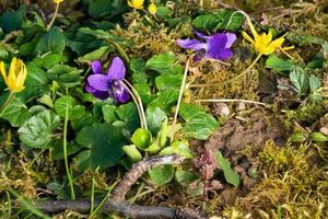 Close up of blooming March violets between blades of grass and small flowers