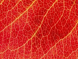 Underside of a translucent autumnal leaf in different shades. photo