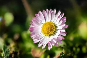 Portrait of a single red white daisy in the grass photo