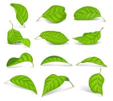 Set of realistic green tea leaves isolated on a white background. Vector elements.