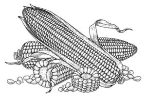 conjunto de ilustración de dibujado a mano de maíz vector
