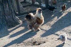 Portrait of a purebred chicken on the background of a chicken coop. photo